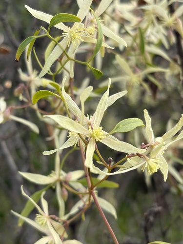 Small-leaved Clematis