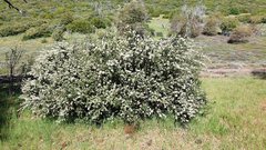 Ceanothus perplexans