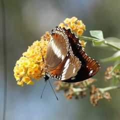 Hypolimnas bolina nerina