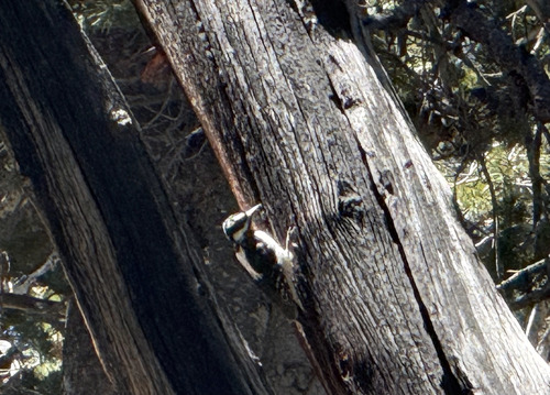 iNaturalist observation photo of Hairy Woodpecker
