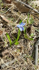 Scilla