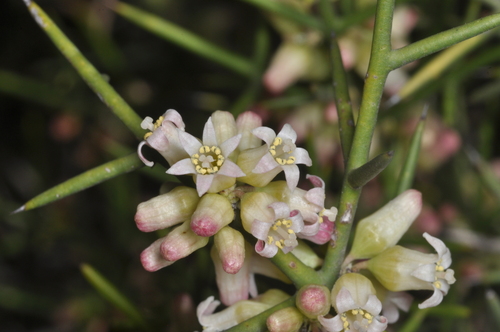 Colletia spinosissima, photograph 6