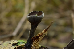 Plectania chilensis