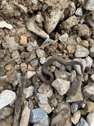 DeKay's Brownsnake