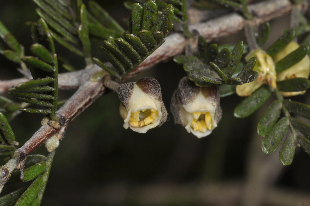 Porlieria microphylla; photograph (c) aacocucci, some rights reserved (CC BY)