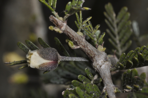 Porlieria microphylla, photograph 4