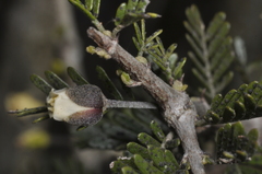 (c) aacocucci, some rights reserved (CC BY) Porlieria microphylla, photograph (c) aacocucci, some rights reserved (CC BY)