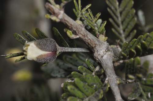 Porlieria microphylla, photograph 5