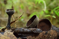 Plectania chilensis