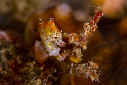 Photo of Severns' pygmy seahorse (Hippocampus severnsi)