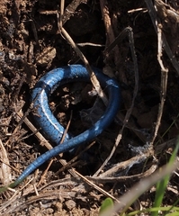 Plestiodon skiltonianus skiltonianus