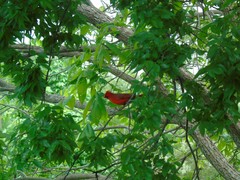 Cardinalis cardinalis