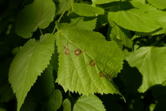 Physemocecis hartigi