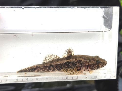 Korean spotted sleeper (Odontobutis interrupta) — Odontobutidae — 4