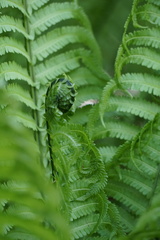 Melanthiaceae