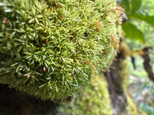 Octoblepharum albidum observed 2026-05-28