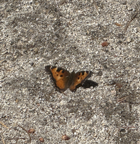 iNaturalist observation photo of California Tortoiseshell