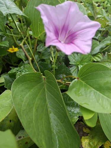 Beach Morning Glory