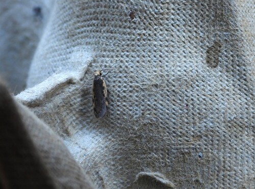 Hoplostega ochroma