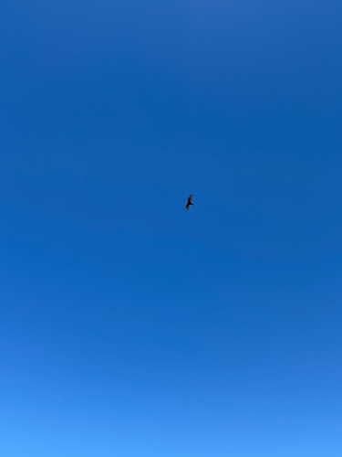 Turkey Vulture