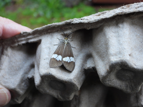Asian Magpie Moth