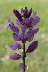 Polygala cretacea
