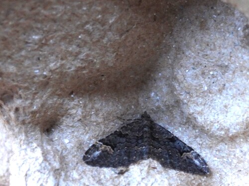 Clover Moth