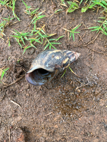 African Giant Snail