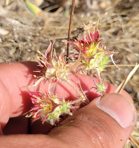 iNaturalist observation photo of Hollyleaf Pincushionplant