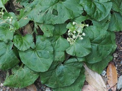 Adenocaulon himalaicum, photograph (c) ITÔ, Hiroki, some rights reserved (CC BY)