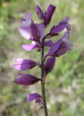 Polygala cretacea