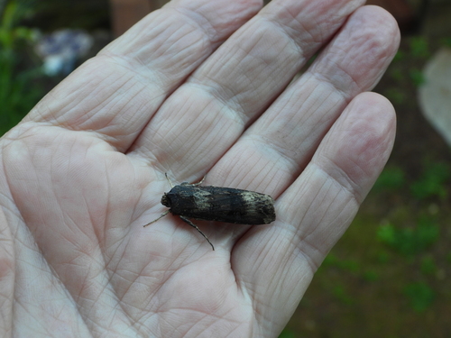 Ipsilon Dart Moth