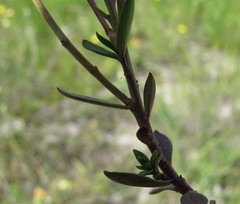 Polygala cretacea