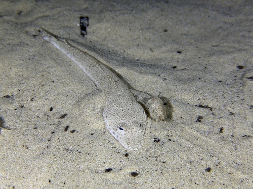 Southern Bluespotted Flathead
