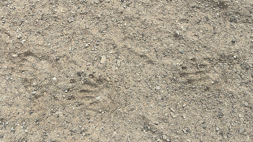 iNaturalist observation photo of Mammals