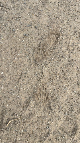 iNaturalist observation photo of Placental Mammals