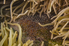 Amphiprion barberi