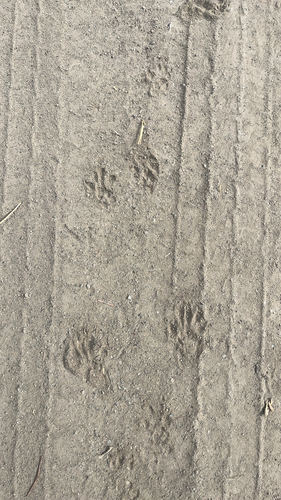 iNaturalist observation photo of Raccoons