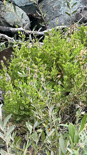 iNaturalist observation photo of Dicots