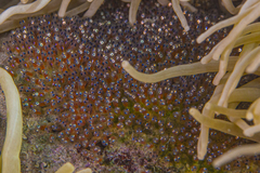 Amphiprion barberi