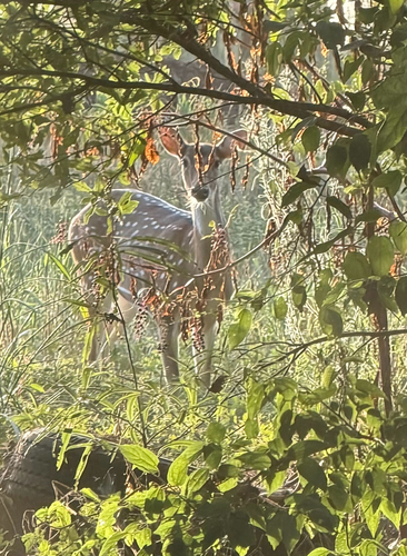 Chital