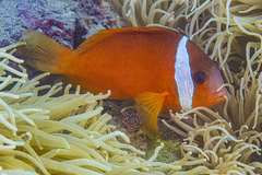 Amphiprion barberi