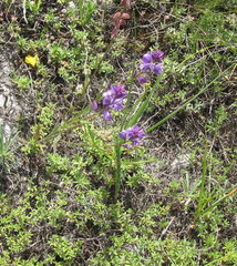 Polygala cretacea