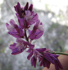 Polygala cretacea