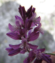 Polygala cretacea