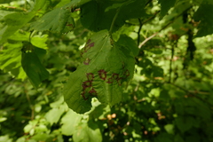 Physemocecis hartigi