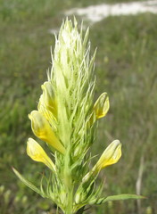 Melampyrum argyrocomum
