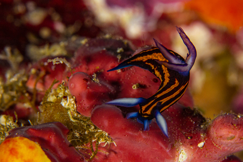 Slender Roboastra