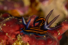 Roboastra gracilis