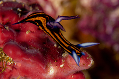Roboastra gracilis